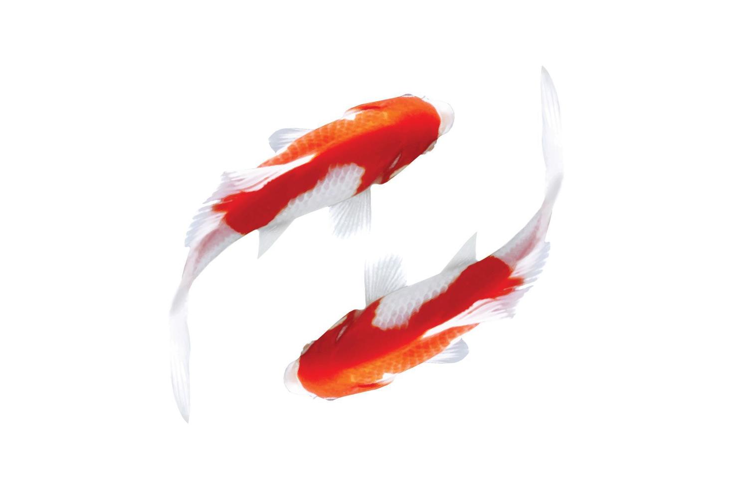 vector de peces koi sobre un fondo blanco. adecuado para la decoración