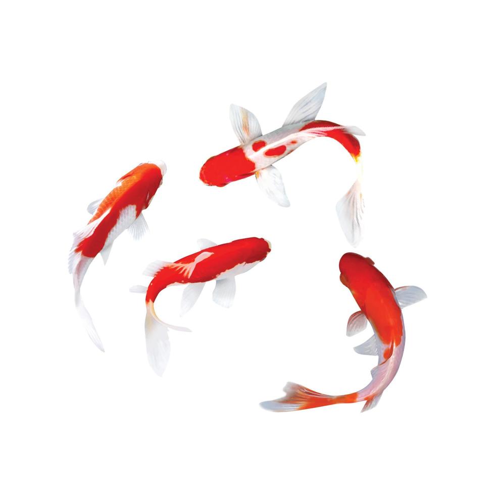 vector de peces koi sobre un fondo blanco. adecuado para la decoración