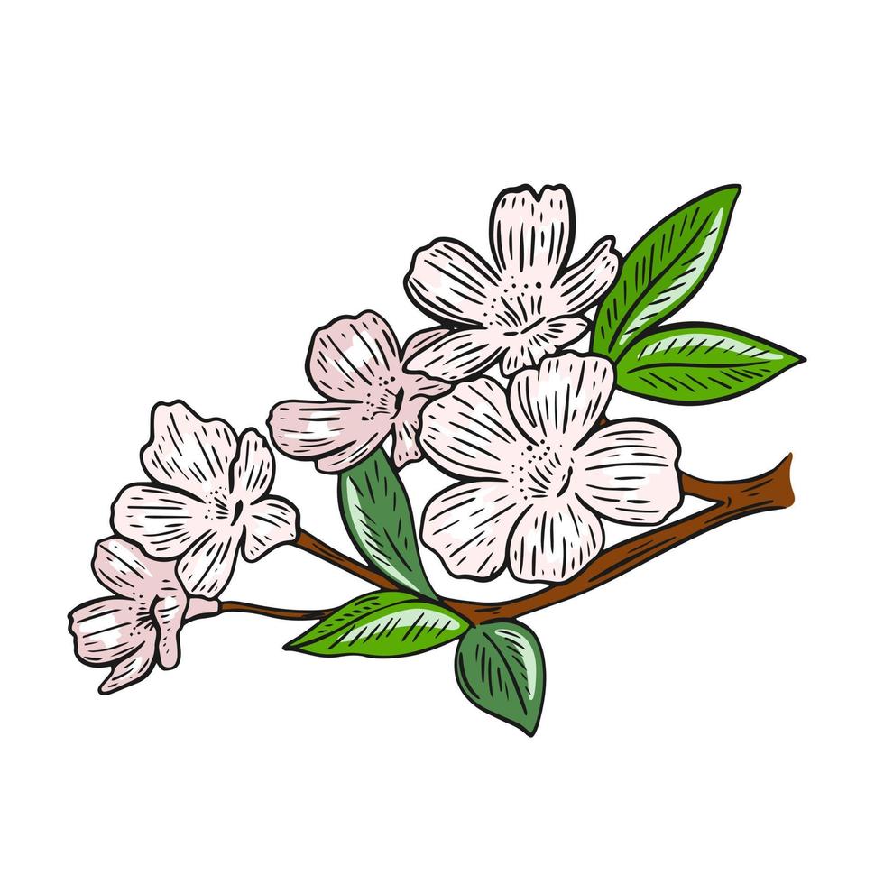 Sakura flower sprig isolated vector illustration