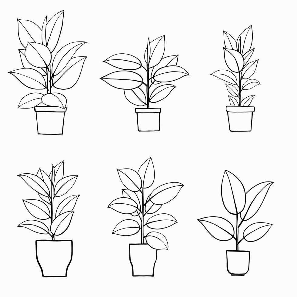 simplicity rubber fig plant freehand drawing flat design. vector