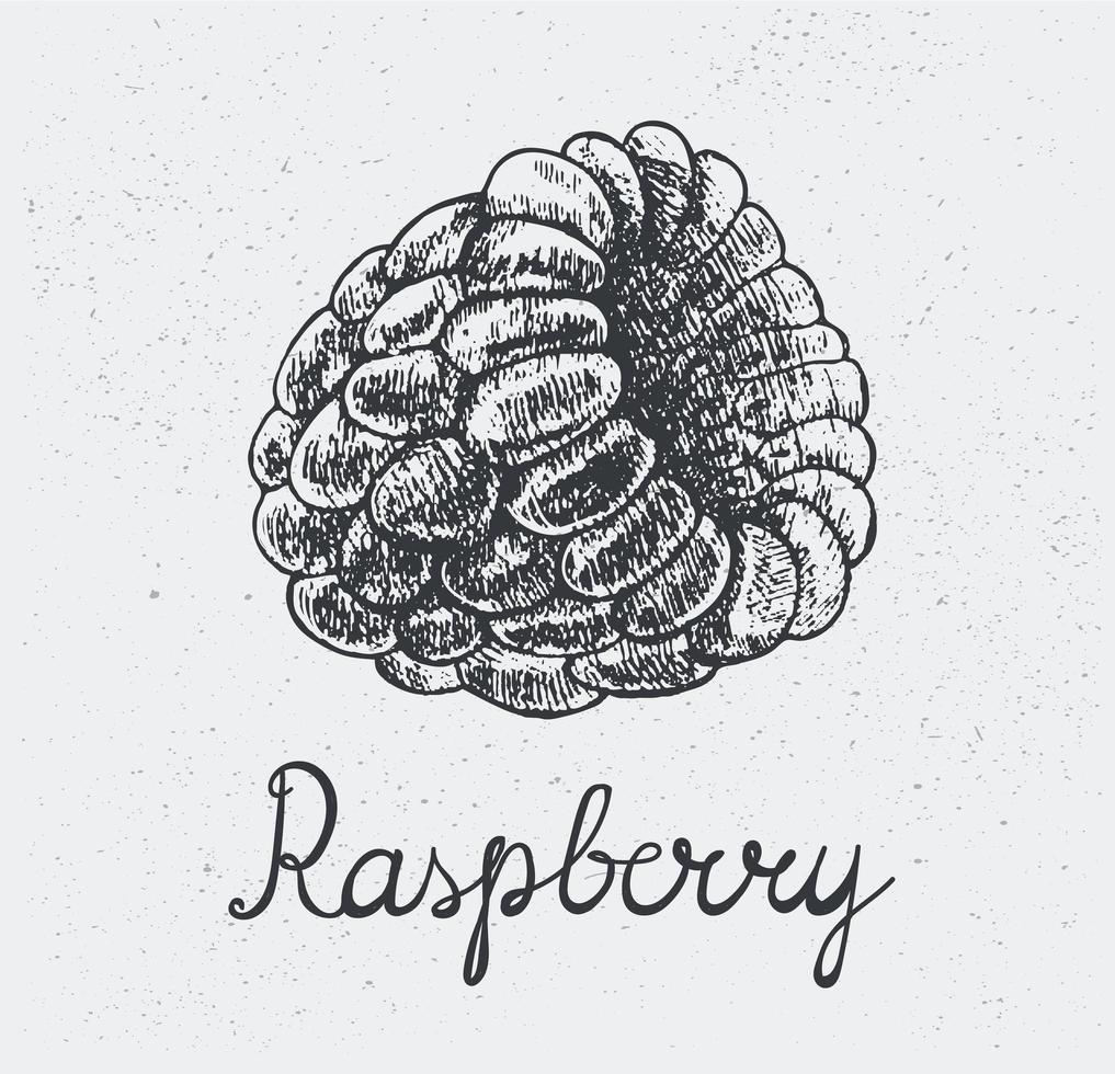 Vector hand drawn raspberry, engraving style, hand drawn black pen, isolated.