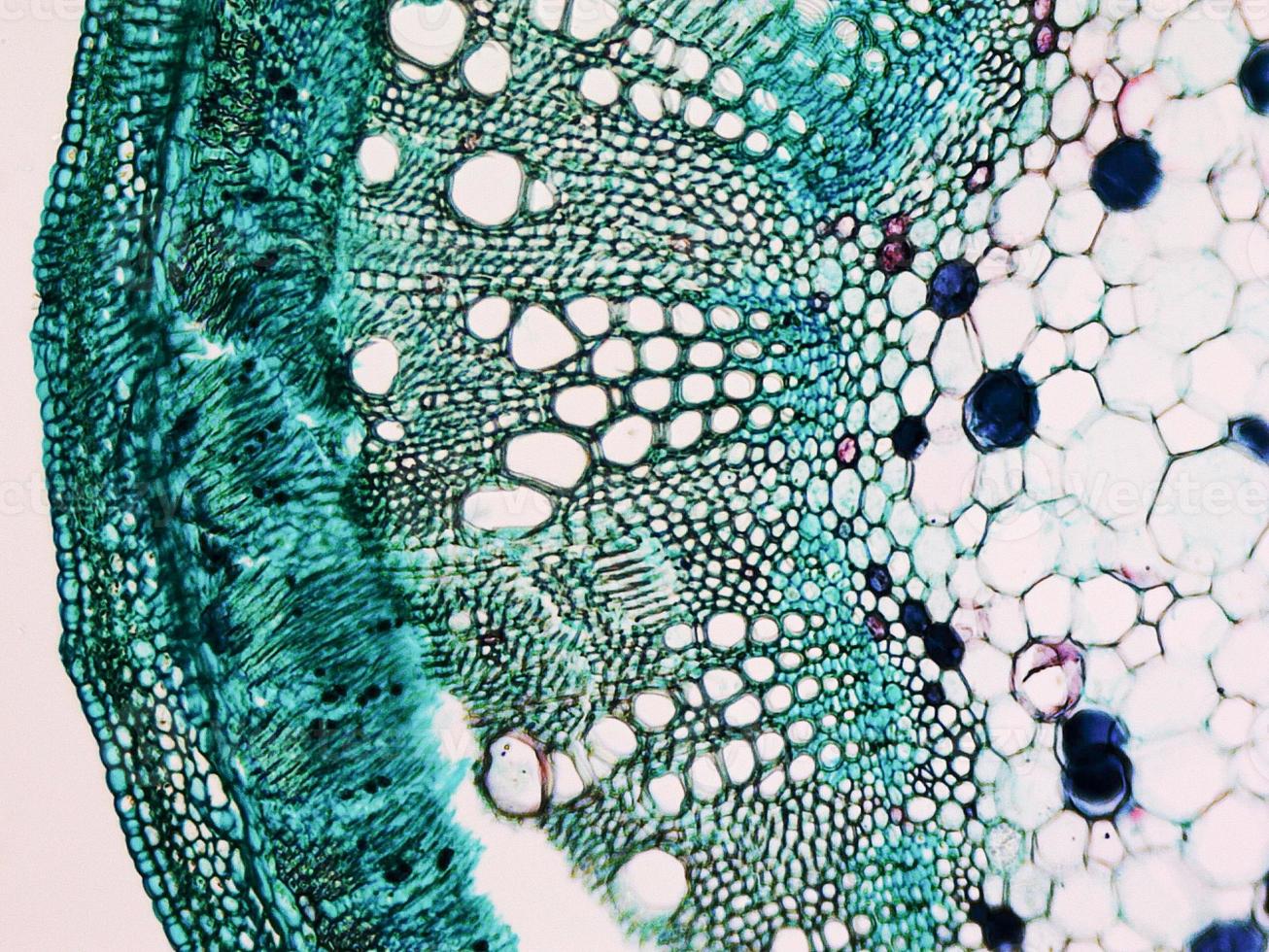 Cotton stem micrograph photo