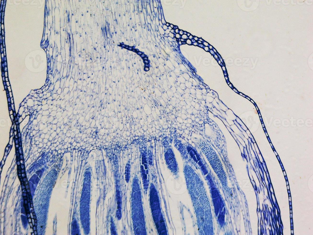 Moss protonemata micrograph photo