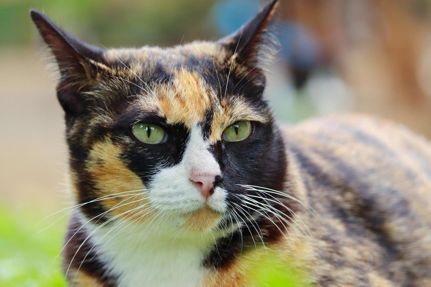 Close - up cute  cat with beautiful blue eyes popular pets photo