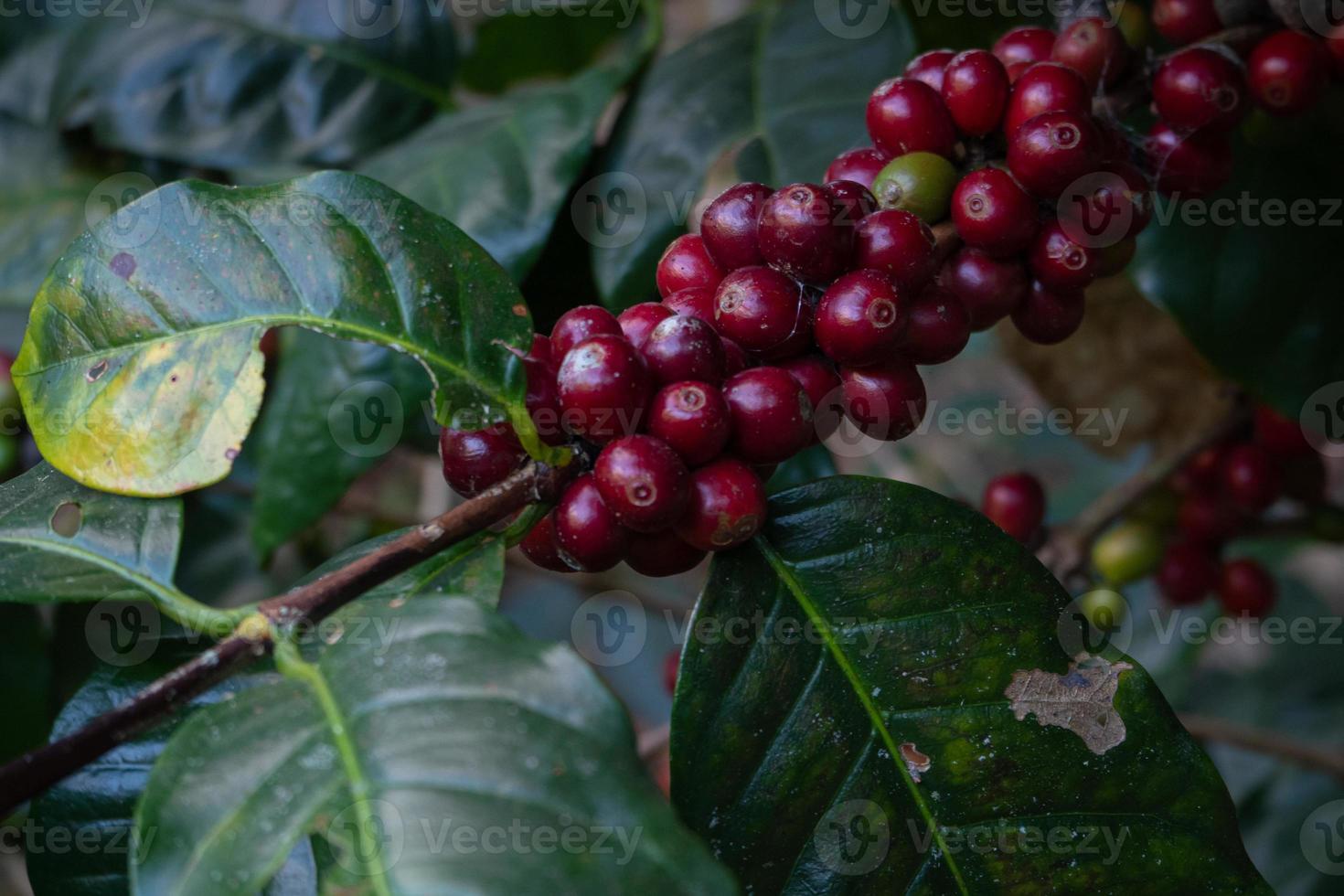 granos de café que maduran en el cafeto en Tailandia foto