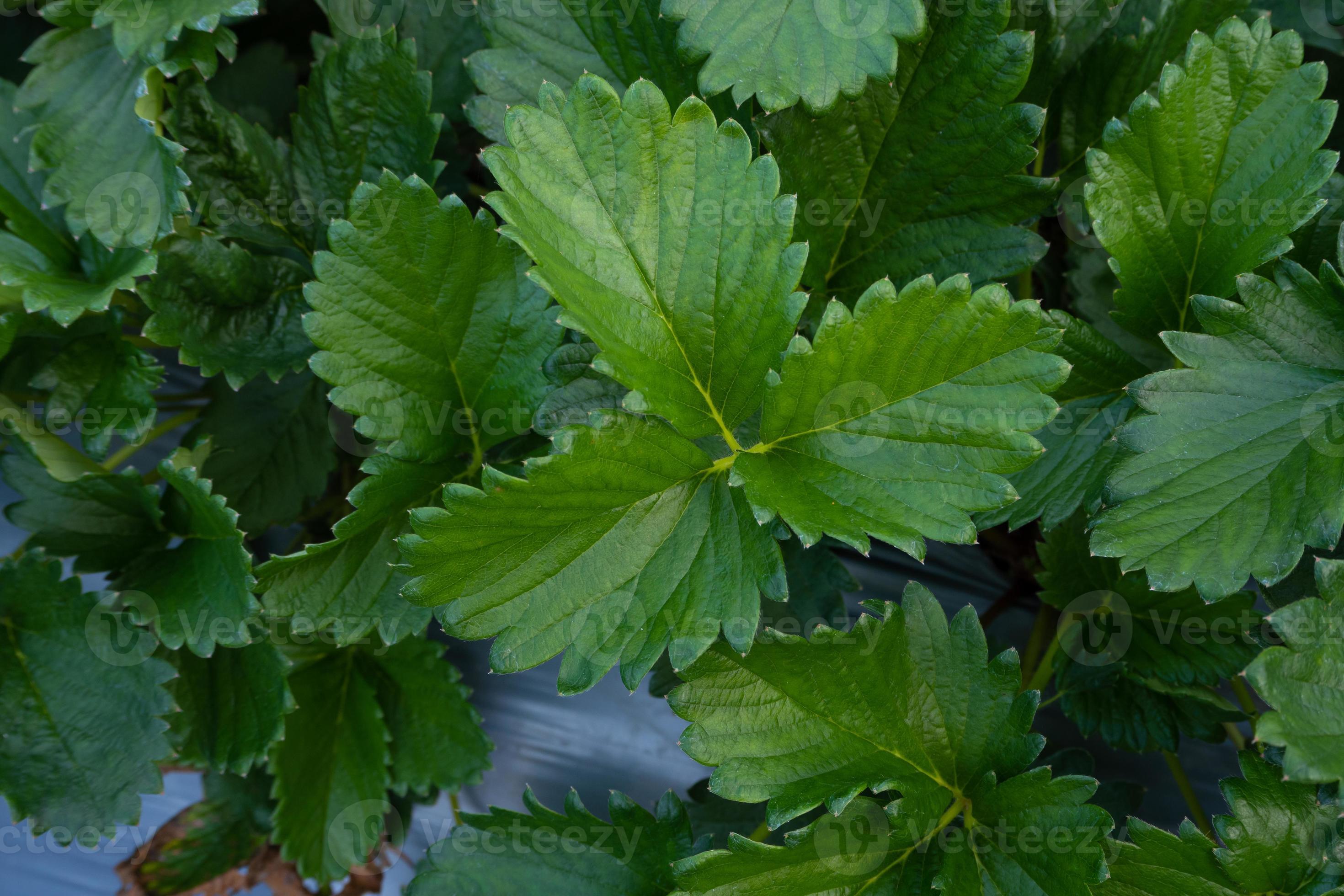 Green leaves of garden strawberry for background 5147671 Stock Photo at