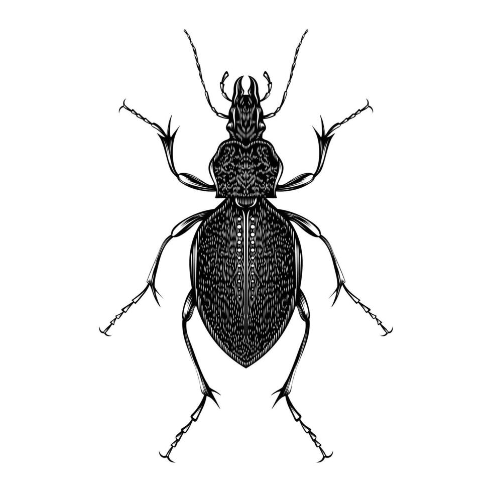 carabus gigas ilustración vectorial diseño plano vector