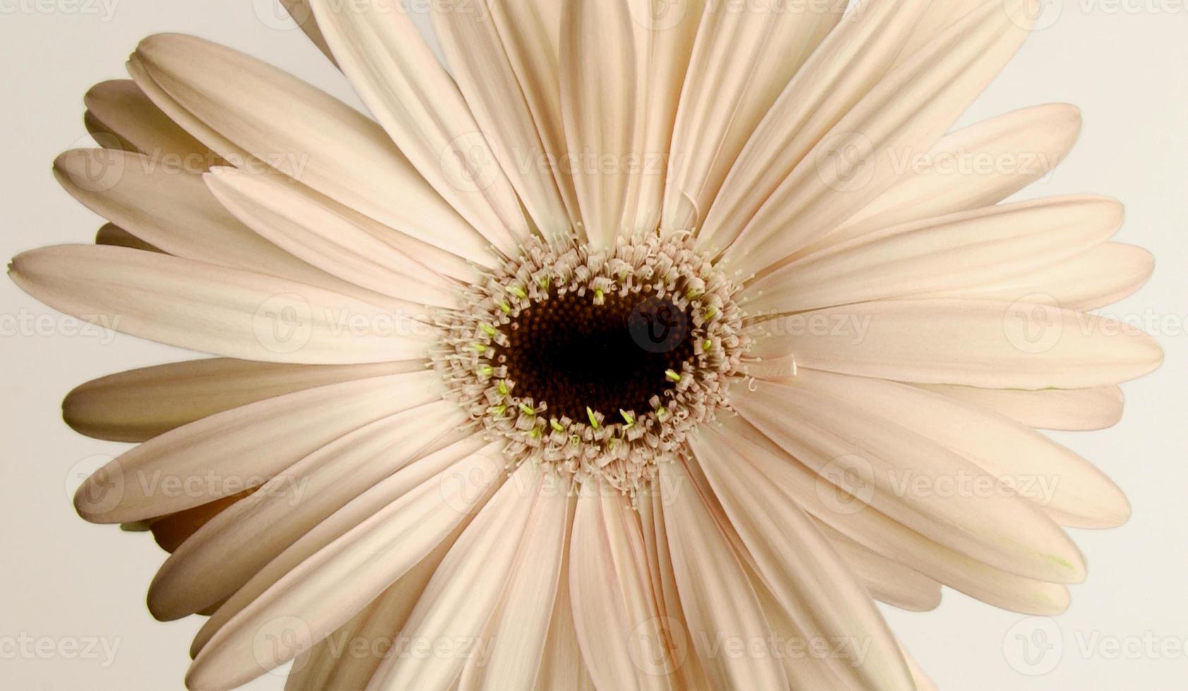 beige chamomile with stamens in the shape of a heart, closeup photo