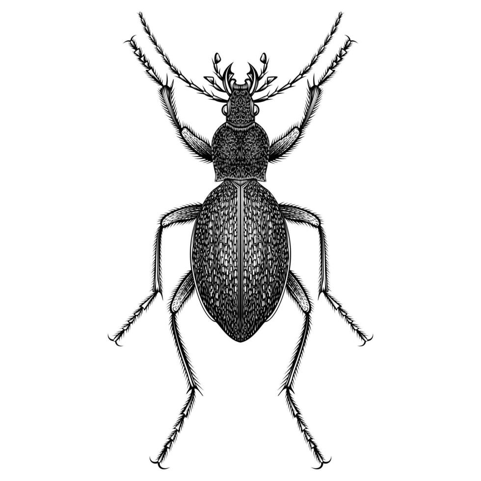 procerus caucasicus audouini ilustración vector diseño plano