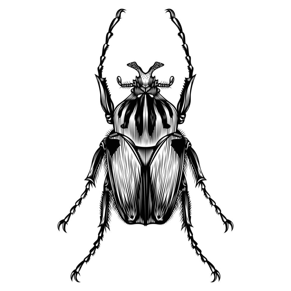 Goliathus Cacicus illustration vector flat design