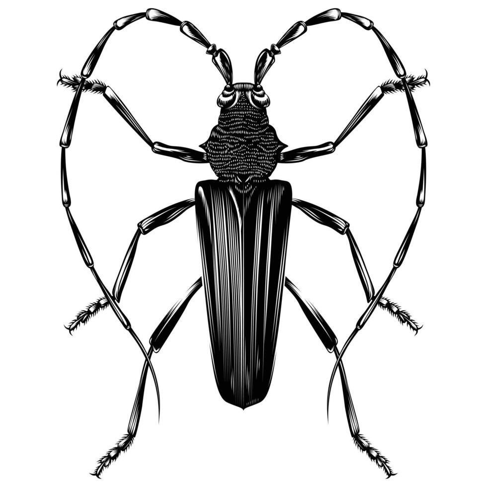 Cerambyx cerdo illustration vector flat design