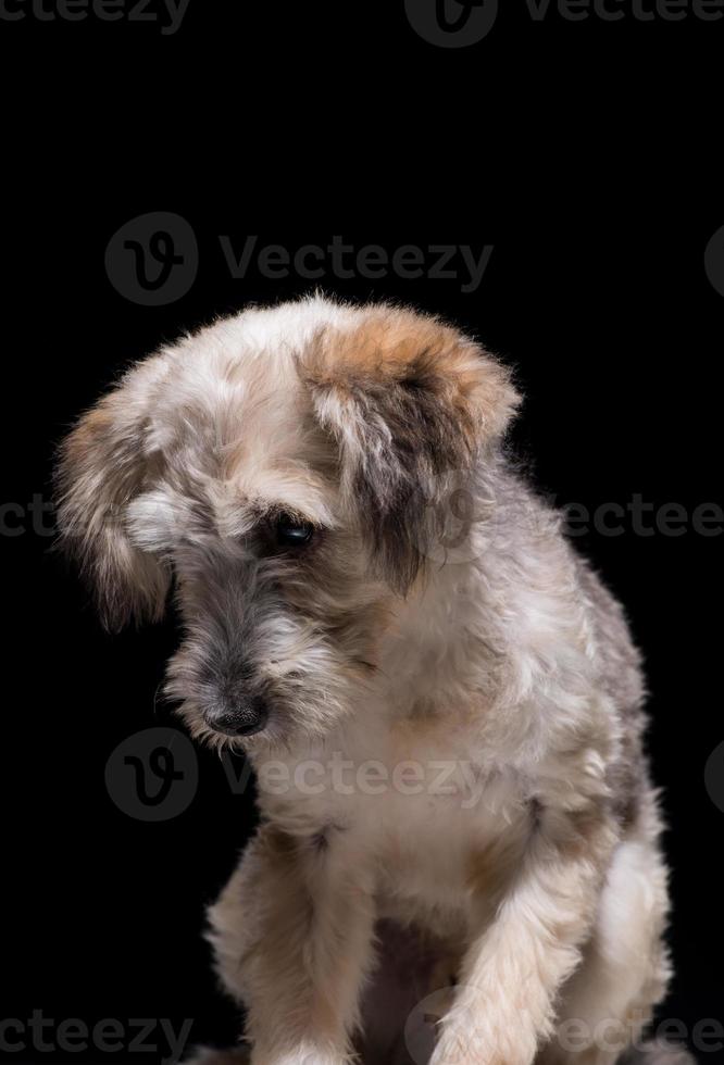 un cachorro de perro mestizo sobre un fondo negro. foto de estudio