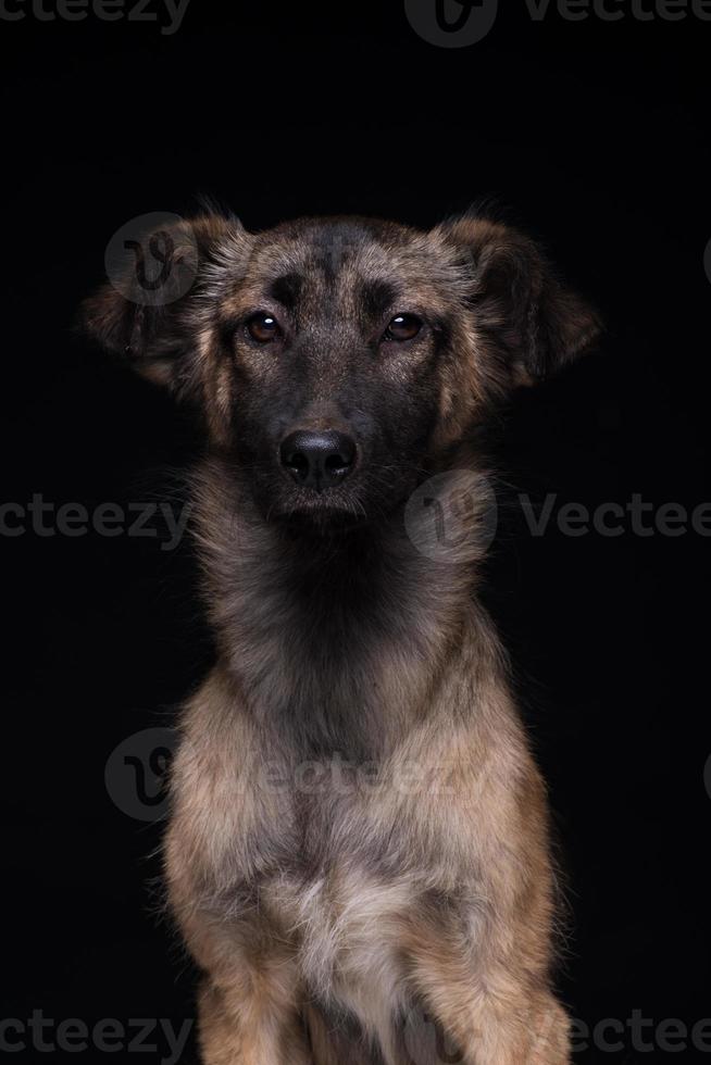 one mongrel dog on a black background. studio shot photo