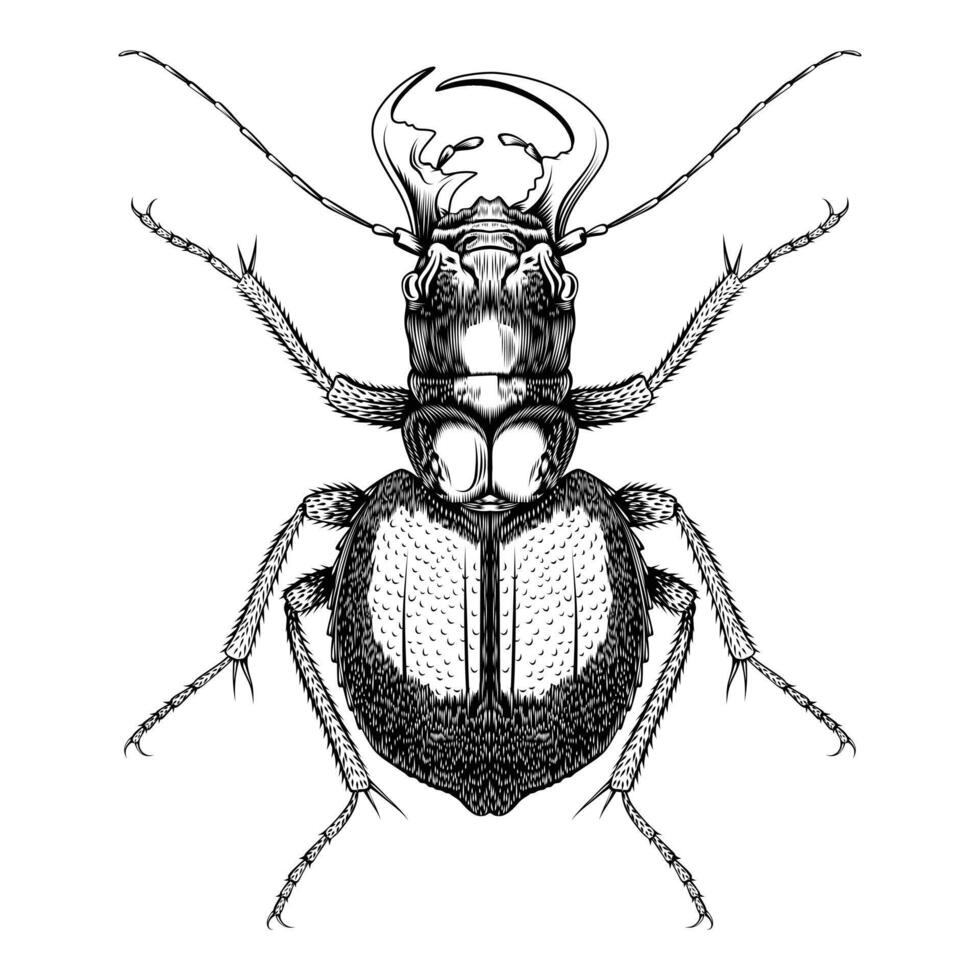 manticora herculena ilustración vectorial diseño plano vector