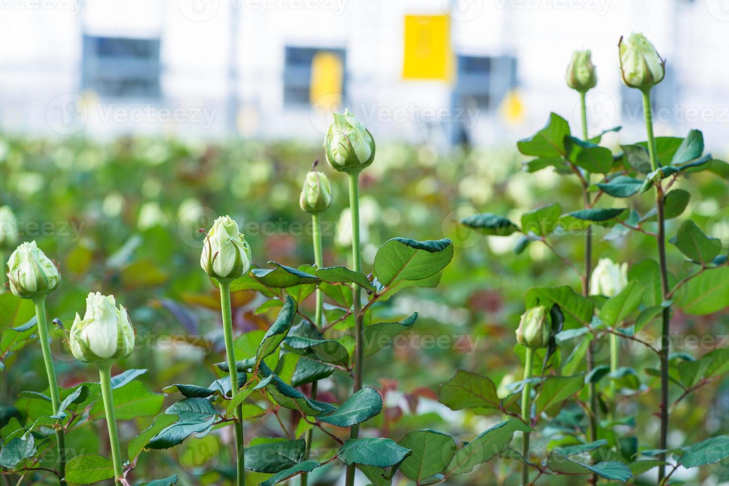 primer plano de una rosa sobre un fondo floral borroso en un invernadero foto