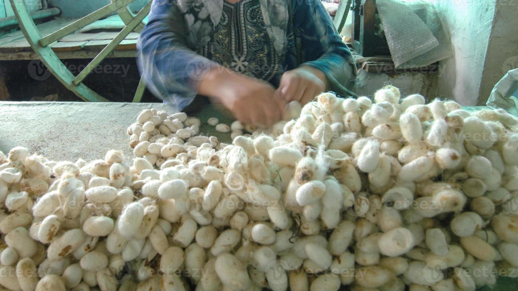 woman hands sorts the cocoon of the silkworm. blurred movements photo