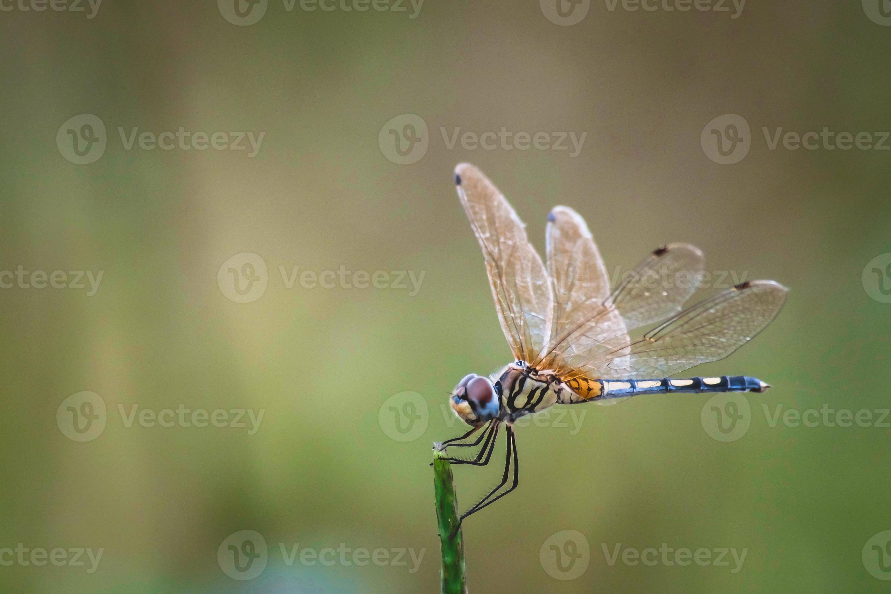 beautiful dragonfly wallpaper