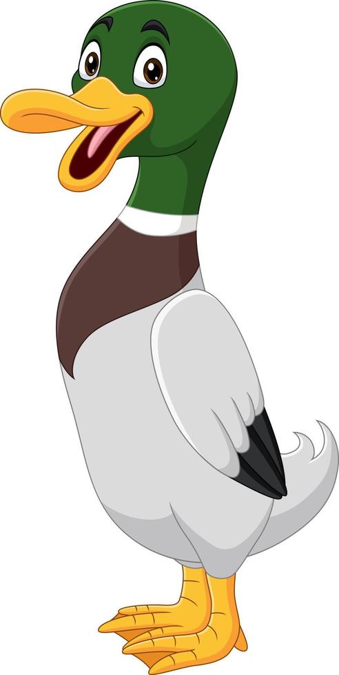 lindo, pato, caricatura, blanco, plano de fondo vector