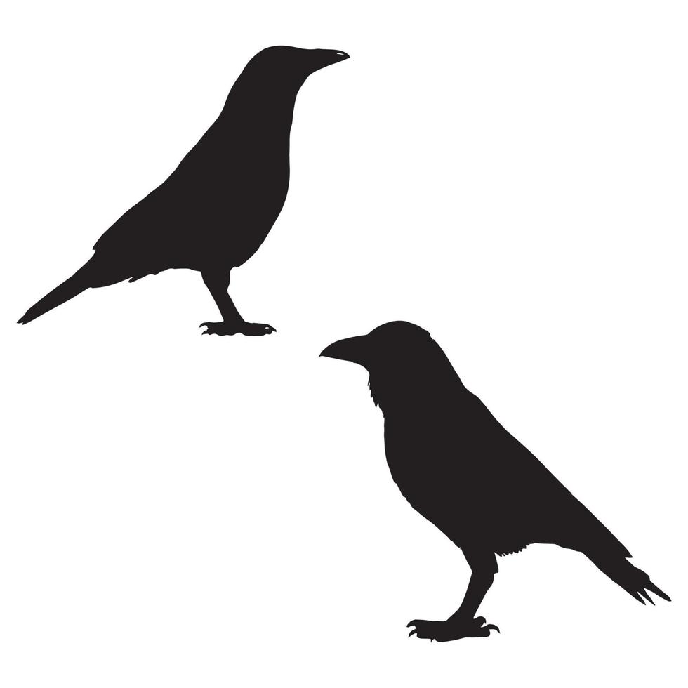 Raven bird illustration vector