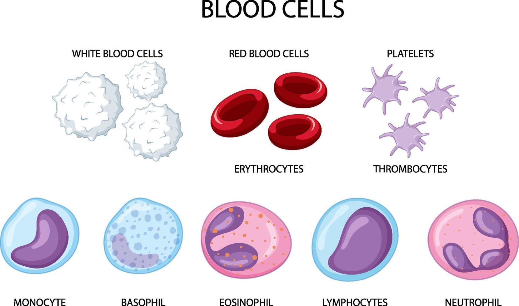 Type of human blood cells on white background vector