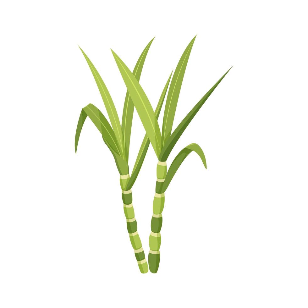 Stem of green sugar cane with leaves on a white background. vector