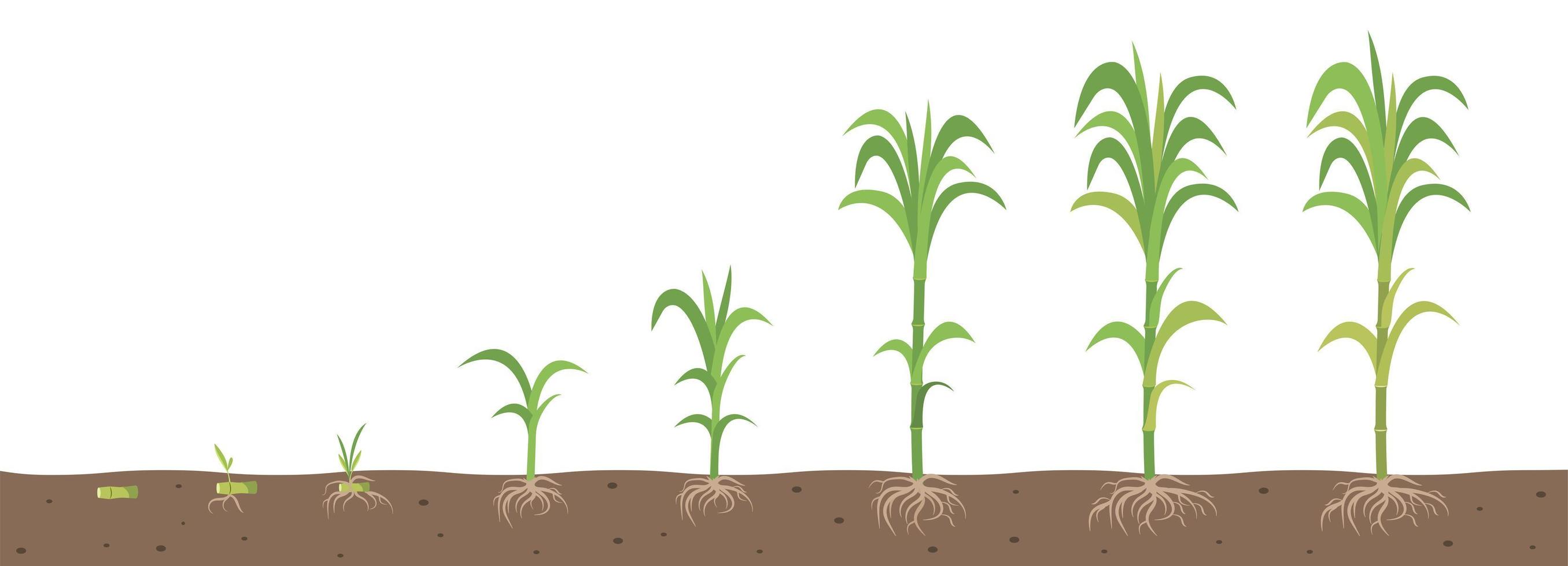 The stages of growing sugarcane with root system view in the soil. vector