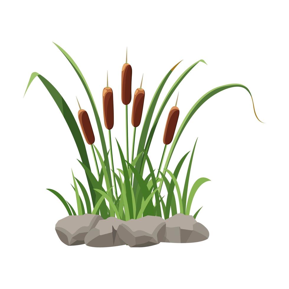 Cattail grows in stones isolated on white background vector