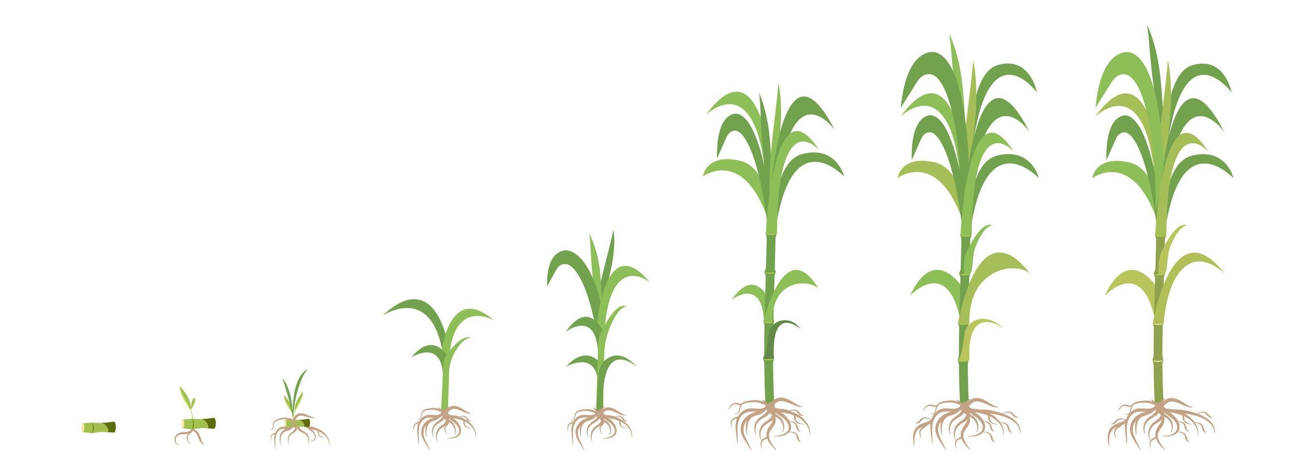 Crop growth phases of Sugarcane from planting to maturity. vector