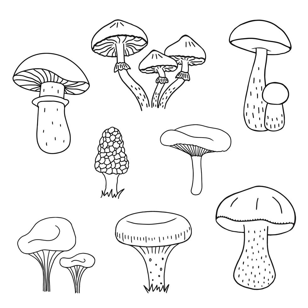 Mushroom hand drawn sketch illustration. Mushrooms boletus, chanterelles, camelina, honey agarics, russula, morel, fresh organic food isolated on white background. vector