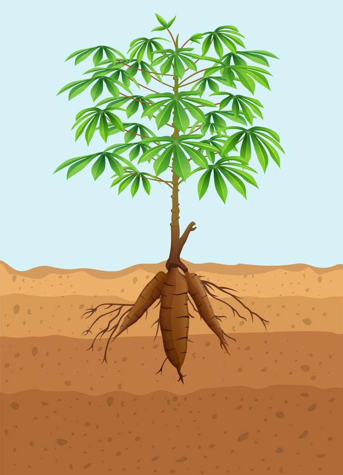 Cassava tree plant with roots vector