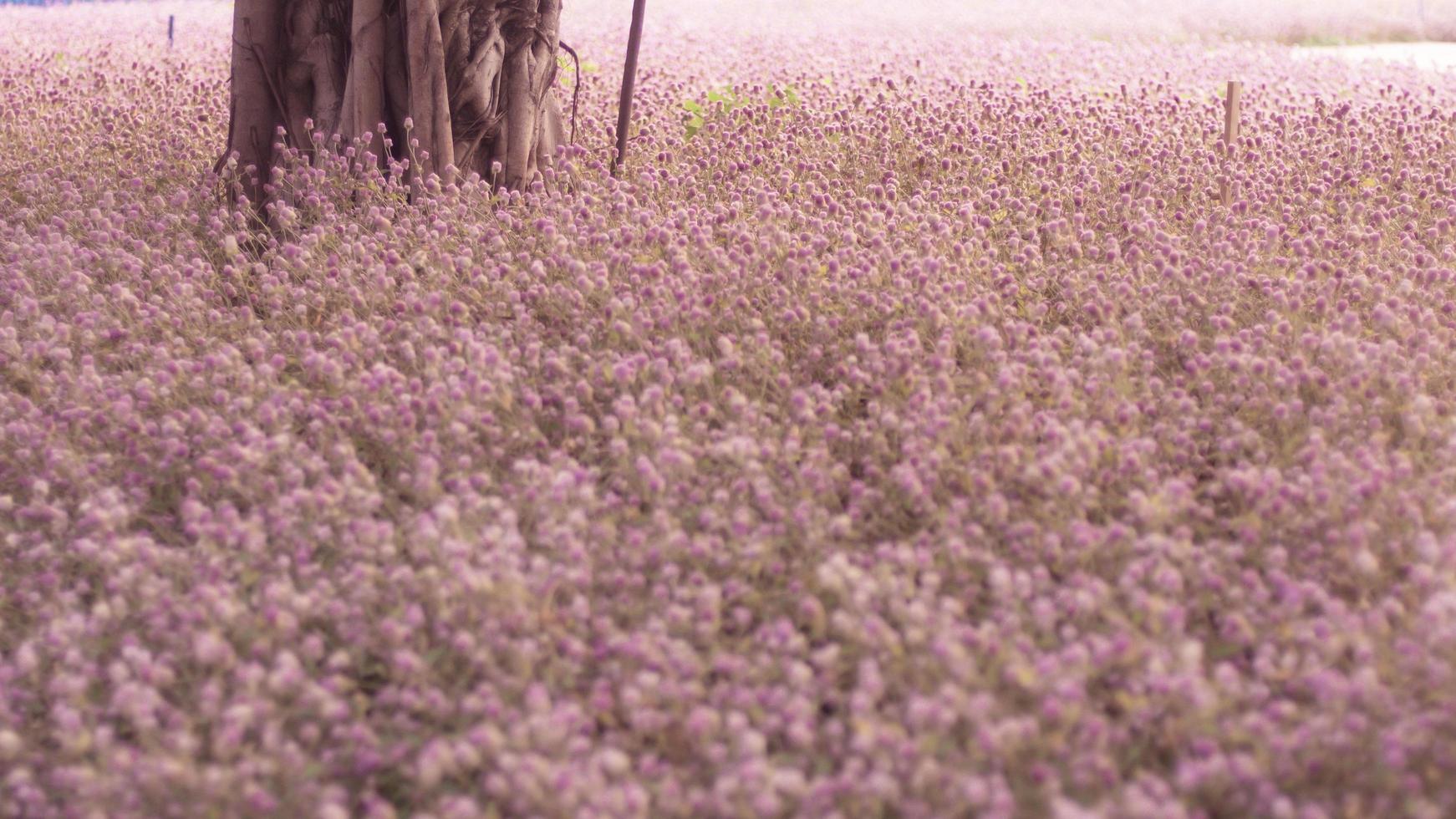 Beautiful pink flower field autumn tree . Photography Background