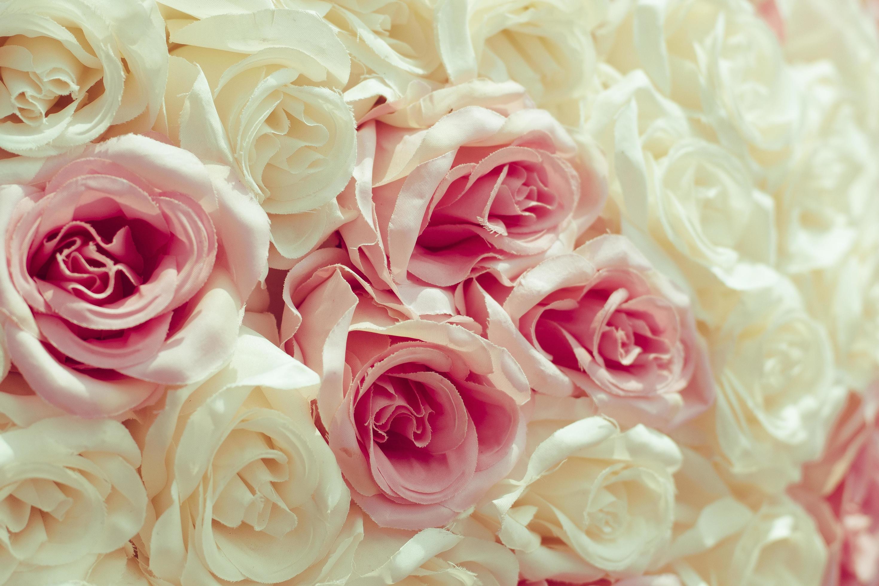 Selective focus Beautiful Pink flowers background . abstract soft sweet pink white flower background .Beautiful pink roses flower blossom flower background design floral . valentine's day backgroud 5158744 Stock Photo at Vecteezy Selective focus Beautiful Pink flowers background . abstract soft sweet pink white flower background .Beautiful pink roses flower blossom flower background design floral . valentine's day backgroud 5158744 Stock Photo at Vecteezy
