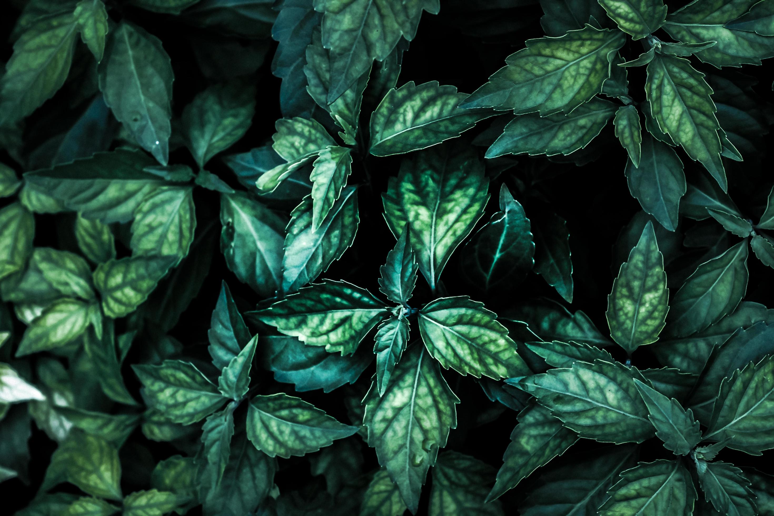 Close up tropical nature green leaf texture background Dark Nature  background, green leaves in natural light and shadow. 5158904 Stock Photo  at Vecteezy