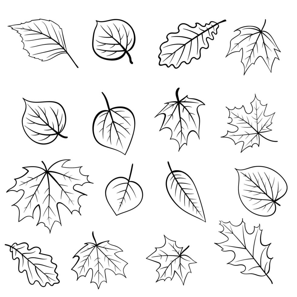 Line set of autumn leaves of maple, oak, birch, natural organic. For season decorations. vector