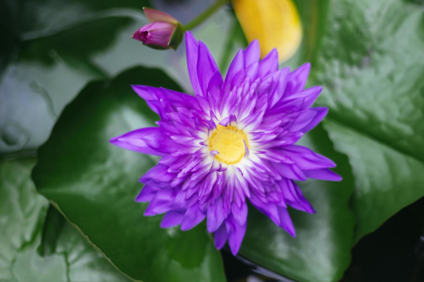 Violet Lotus Flower Closeup. Purple Flower, Closeup