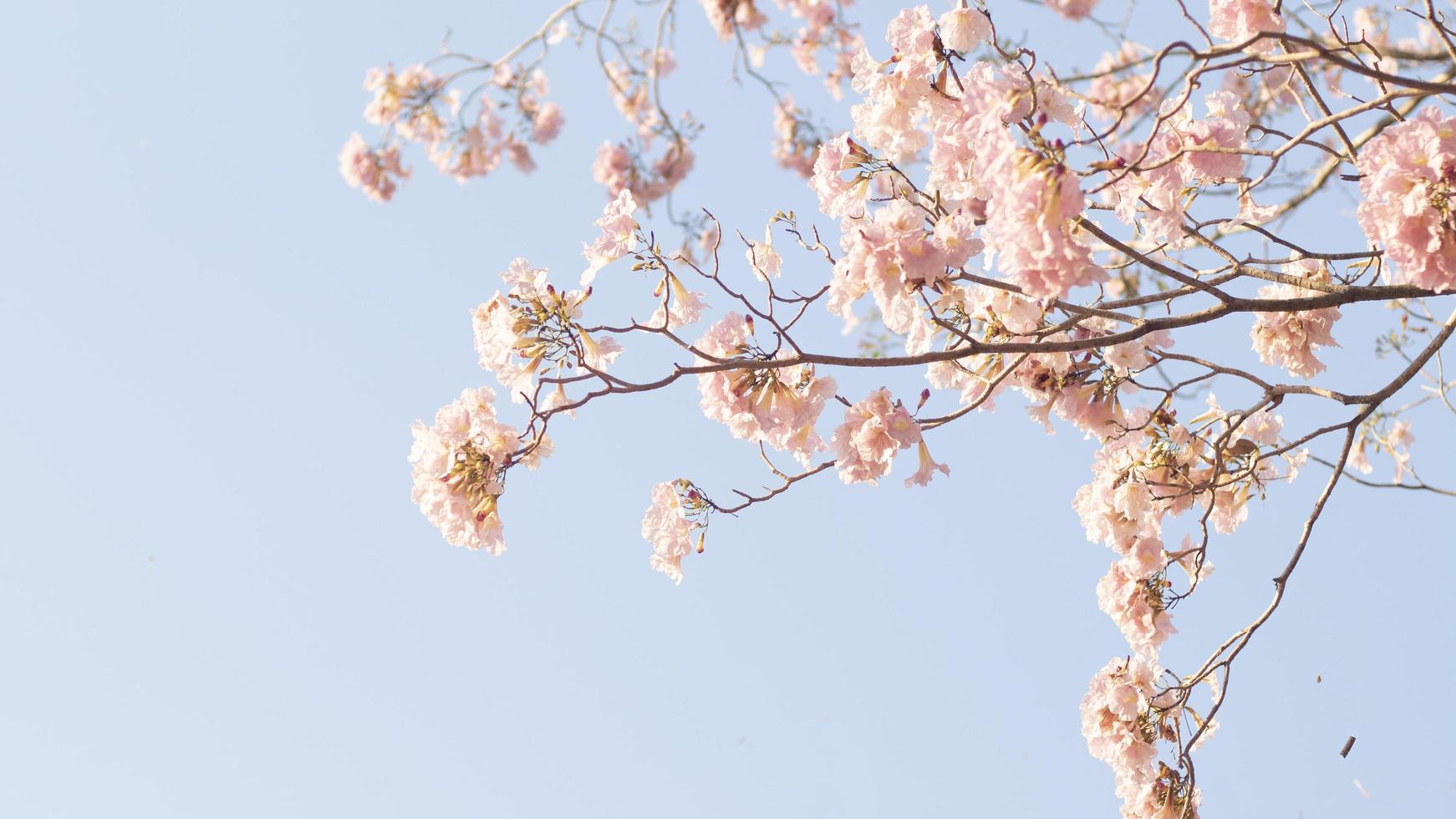 Cherry blossom aesthetic HD wallpapers | Pxfuel