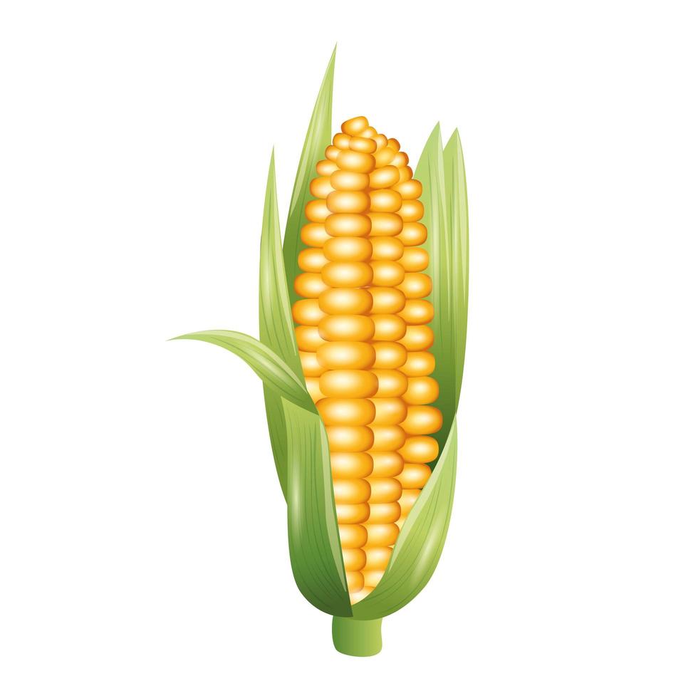 Isolated corn vegetable vector design