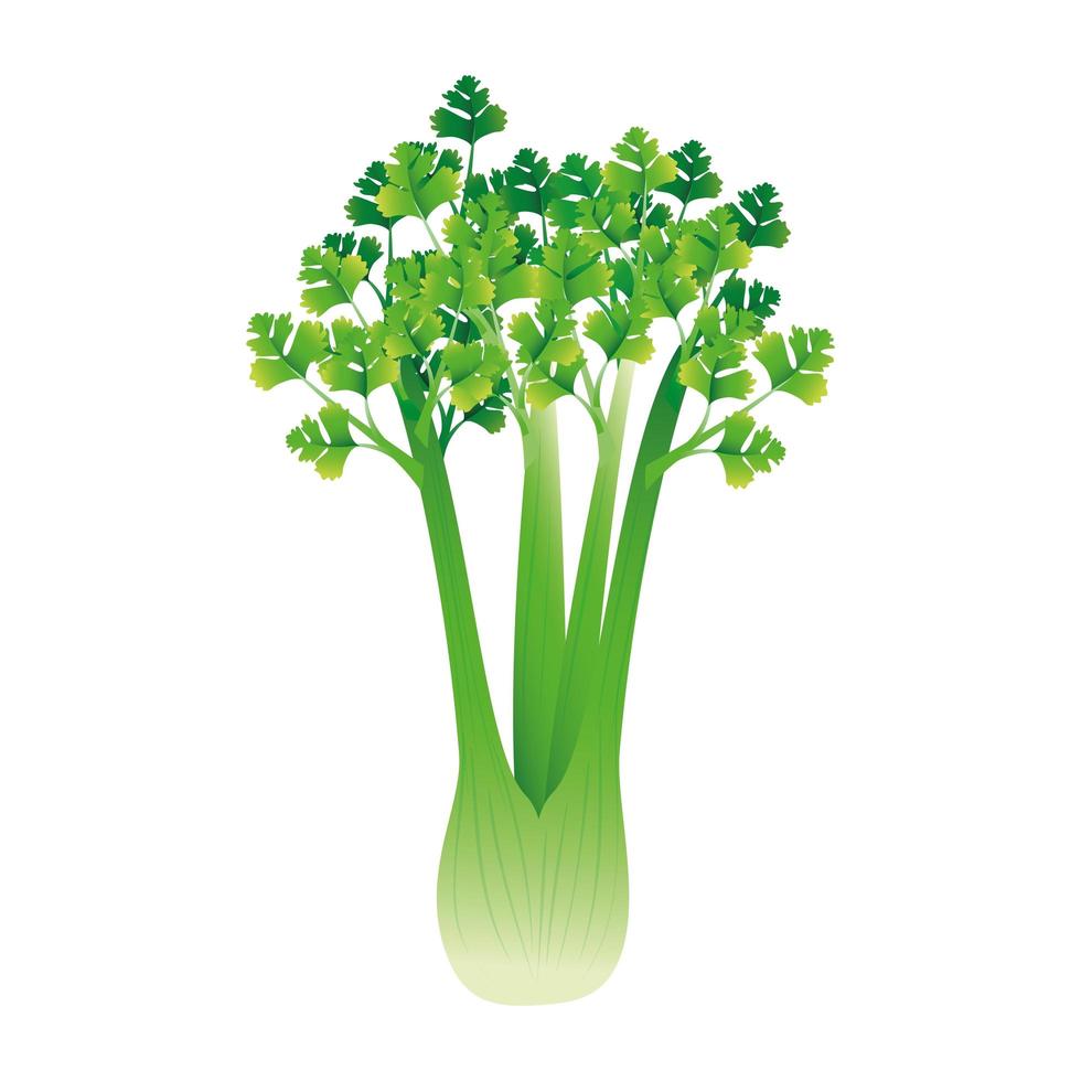 Isolated celery vegetable vector design