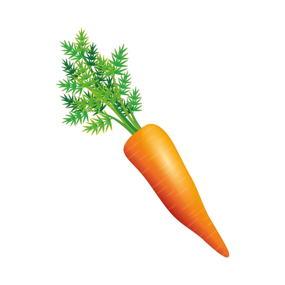 Isolated carrots vegetable vector design