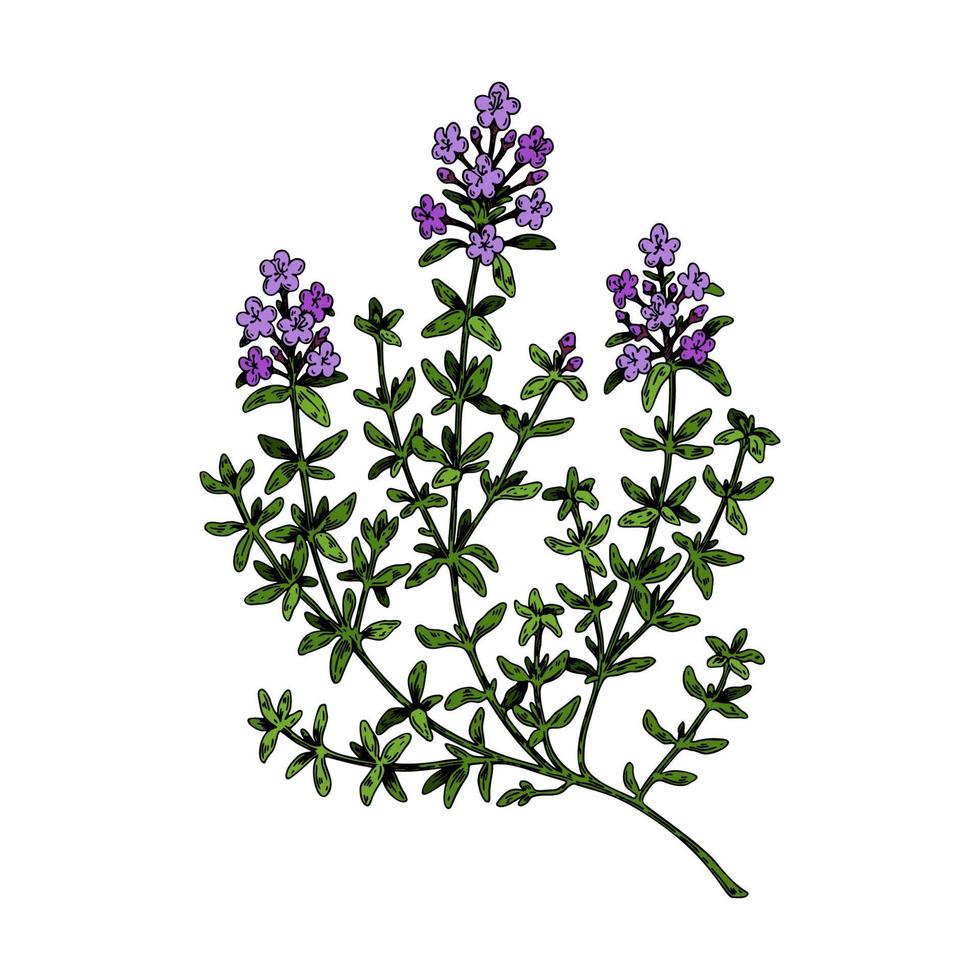 Hand drawn thyme branch in bloom. Vector illustration isolated on white. Botanical herbal plant in vintage colored sketch style. Thymus vulgaris.