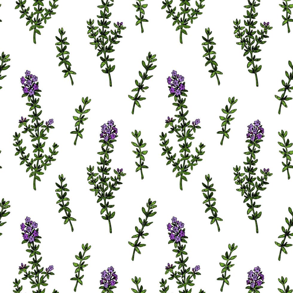 Hand drawn thyme seamless pattern. Herbal print in colored sketch style. Vector illustration