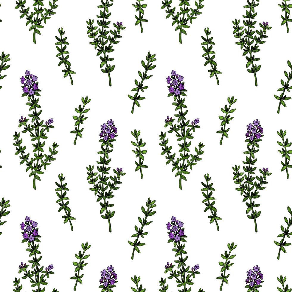 Hand drawn thyme seamless pattern. Herbal print in colored sketch style. Vector illustration