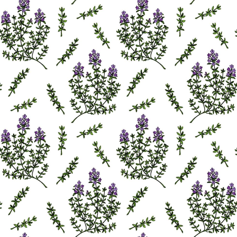 Hand drawn thyme seamless pattern. Herbal print in colored sketch style. Vector illustration