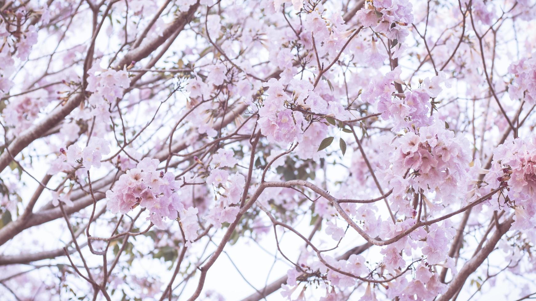 La hermosa apariencia de una flor rosa le gusta la flor de sakura o la flor