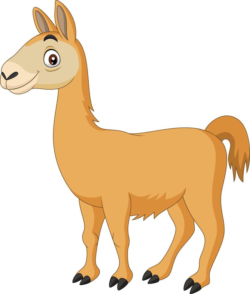 Cartoon Llama on white background vector