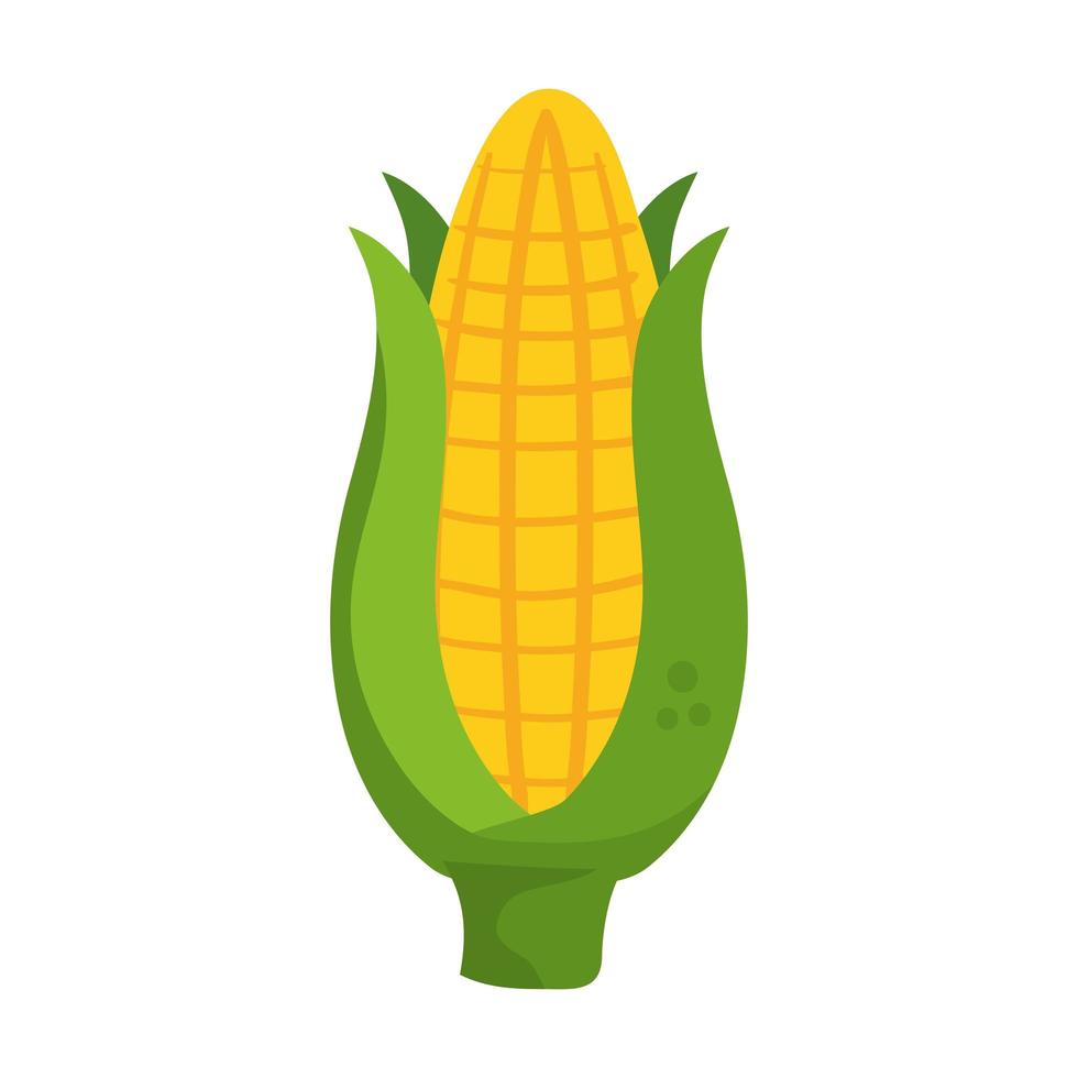 fresh delicious corn on white background vector