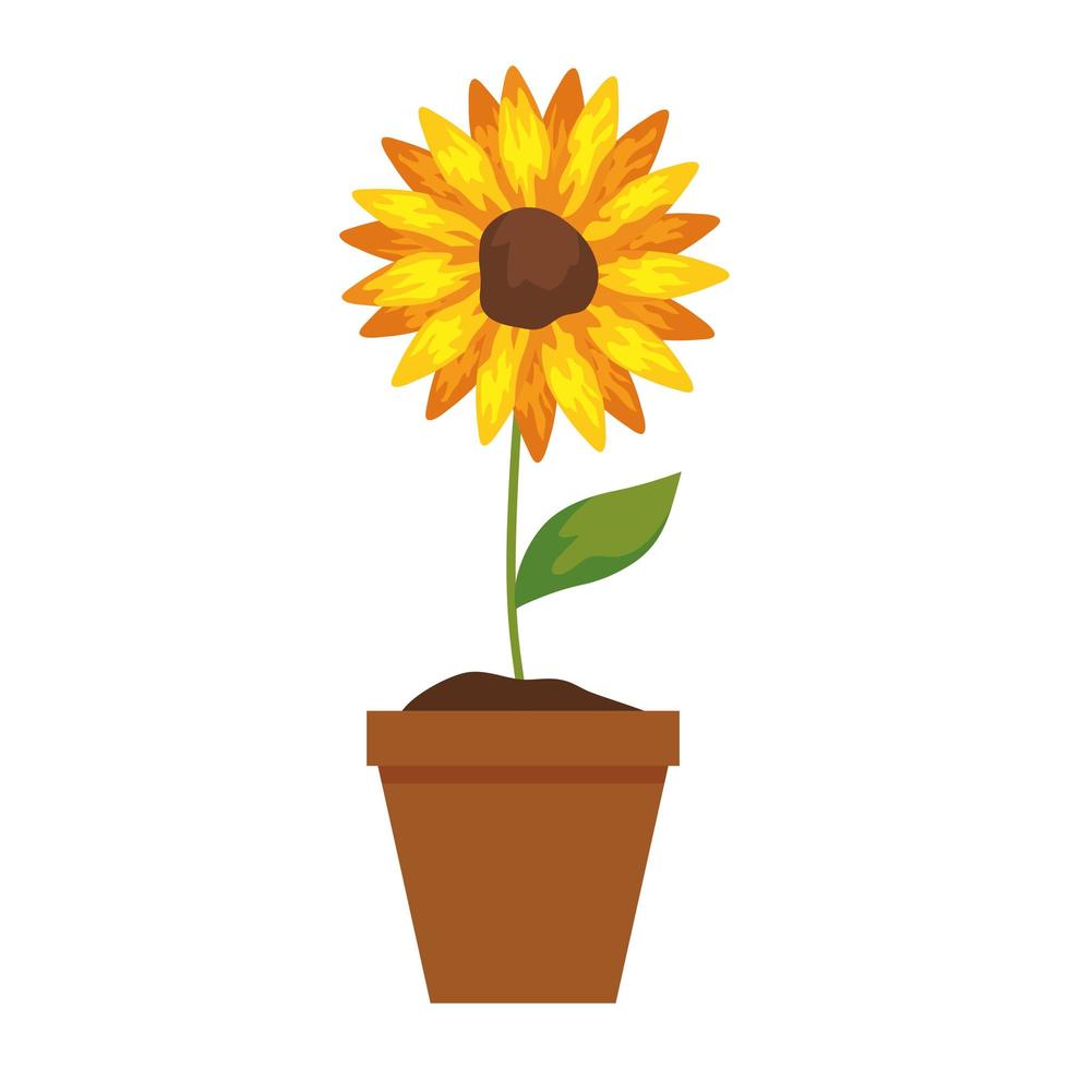 sunflower in pot plant on white background vector