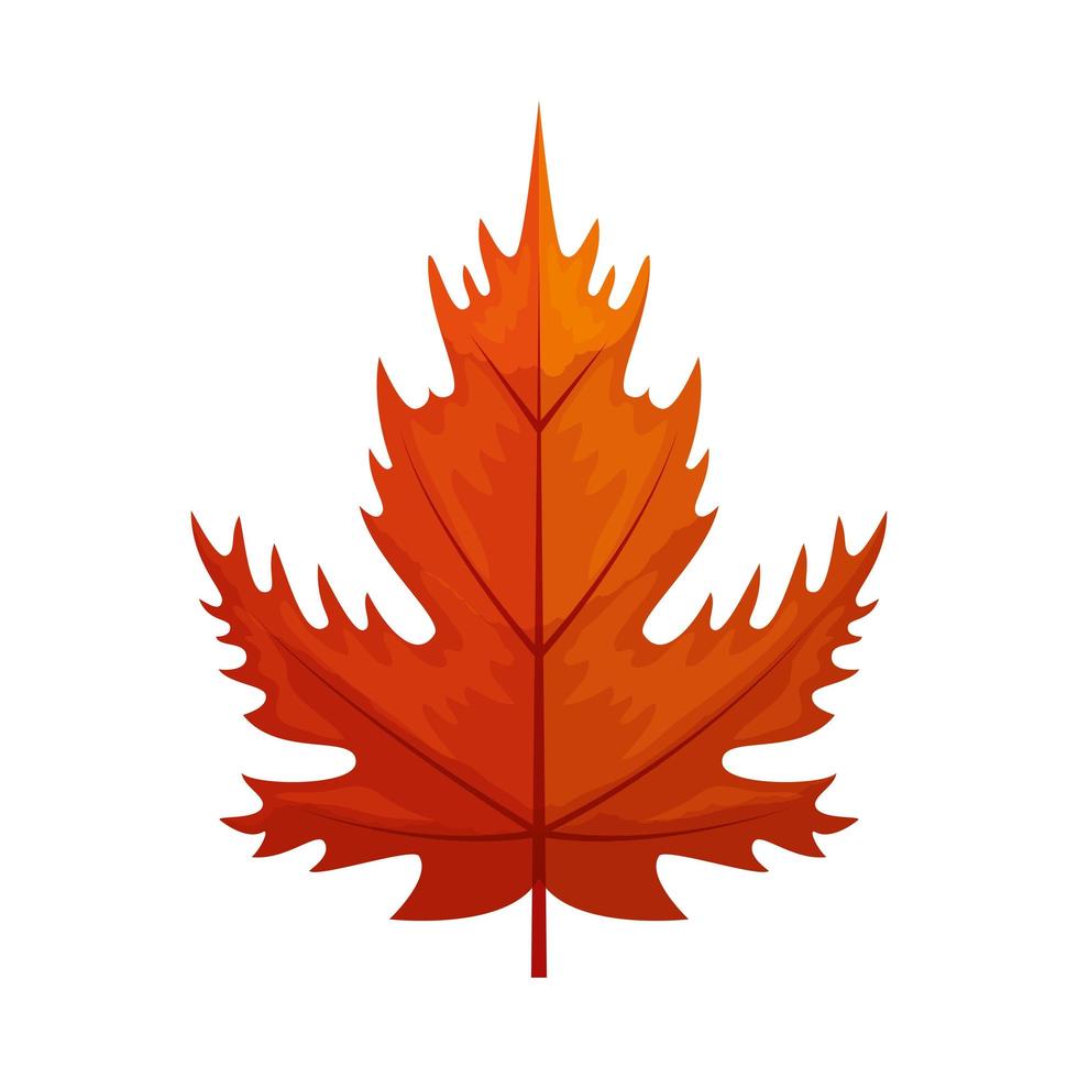 autumn leaf maple or fall foliage on white background vector