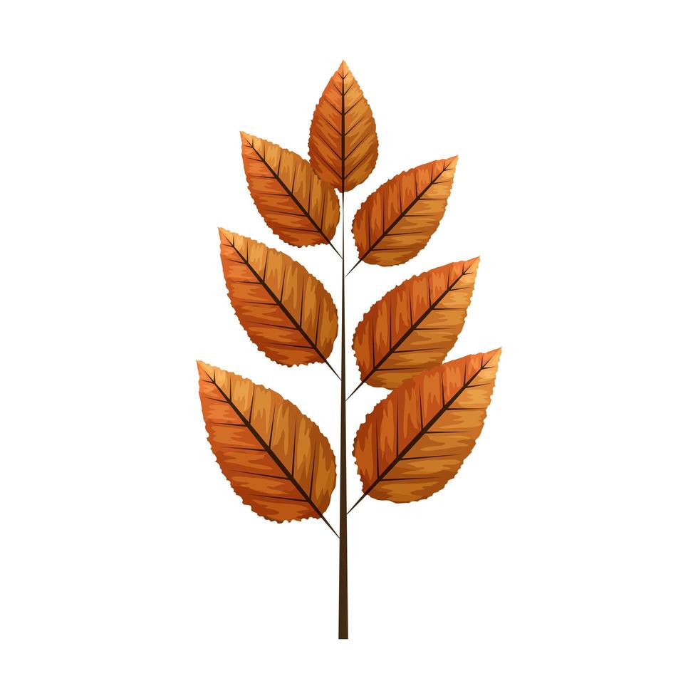 autumn leaf rowan or fall foliage on white background vector