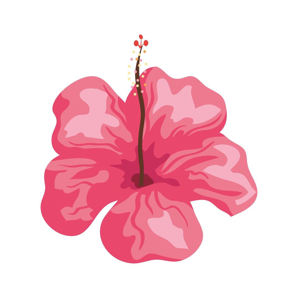 hibiscus beautiful pink color, tropical nature, spring summer botanical vector